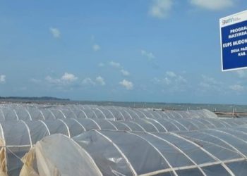 Produksi Garam KUPS Mudong Garam Lestari Meningkat Pasca Terima Bantuan Dari PT Timah Tbk
