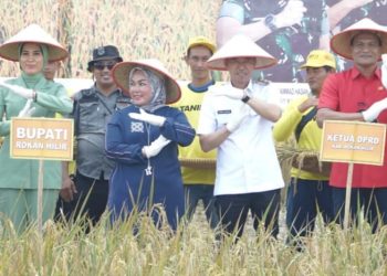 Bupati Rohil Hadiri Panen Raya Padi Binaan Kodim 0321 