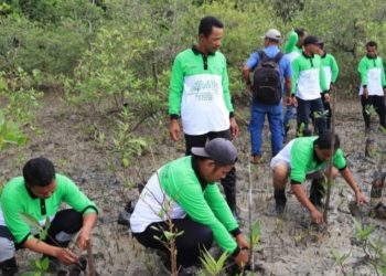 Jaga Ekosistem Pesisir dan Cegah Abrasi, PT Timah Tbk Tanam 12.000 Mangrove di Pesisir Pantai Kundur