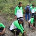 Jaga Ekosistem Pesisir dan Cegah Abrasi, PT Timah Tbk Tanam 12.000 Mangrove di Pesisir Pantai Kundur