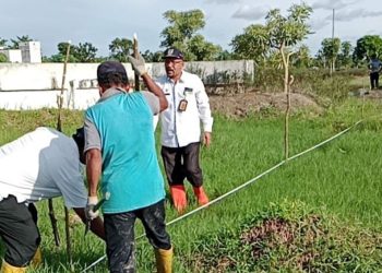 DLH Rohil Budidaya Tanaman Fagraea Auriculata di Lahan Seluas 2 Ha  