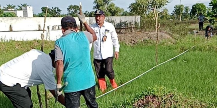 DLH Rohil Budidaya Tanaman Fagraea Auriculata di Lahan Seluas 2 Ha