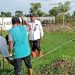 DLH Rohil Budidaya Tanaman Fagraea Auriculata di Lahan Seluas 2 Ha  