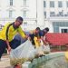 Kabag Umum Sekda Rohil Tabur Benih Ikan di Kolam Air Mancur Supaya Indah