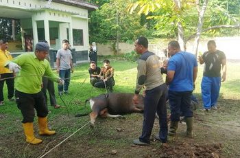 Satpol PP Bengkalis Tahun 2024 Kurban sebanyak 2 Ekor Sapi dan 3 Ekor Kambing