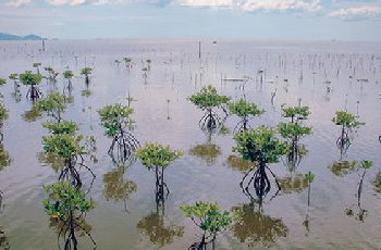 Bantuan APBN TA 2021 Rp462,2 Miliar di Bengkalis Simpang Siur!