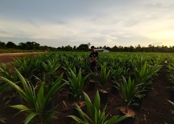 Ini Kronologis Sejarah Desa Buruk Bakul di Lokasi Lahan Eks Konsesi PT PAN United dan Koperasi Bina Tani