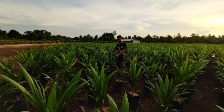 Ini Kronologis Sejarah Desa Buruk Bakul di Lokasi Lahan Eks Konsesi PT PAN United dan Koperasi Bina Tani
