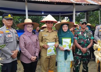 Wabup Rohil Panen Perdana Raya Jagung dan Serahkan Benih
