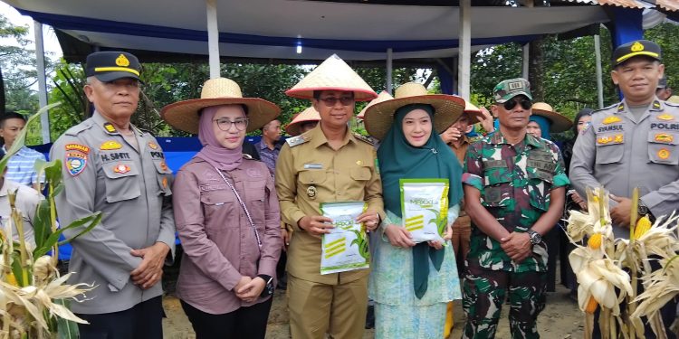 Wabup Rohil Panen Perdana Raya Jagung dan Serahkan Benih