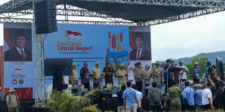 Petani Bangkit, Pangan Kuat: 753 Hektar PS-08 Dipanen Serentak di Pandeglang