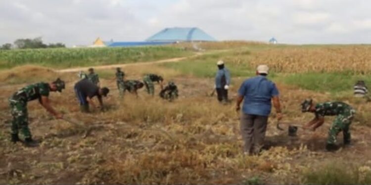 Langkah Nyata TMMD ke-127, TNI dan Warga Tanam Jagung, Cabai, dan Ubi