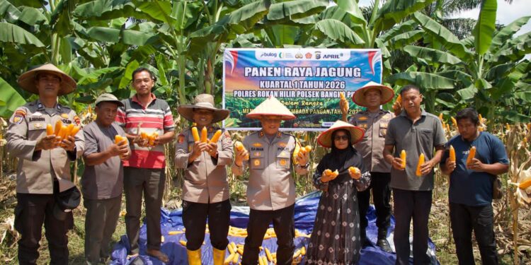 Kapolres Rohil Pimpin Panen Raya Jagung, Dukung Ketahanan Pangan Nasional