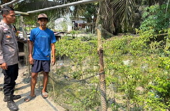 Polsek Langgam Dukung Asta Cita Lewat Pemantauan Budidaya Cabai Rawit