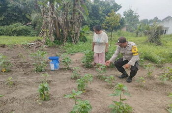 Bukan Sekadar Jaga Kamtibmas, Bhabinkamtibmas Langgam Dukung Petani Cabai