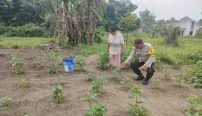 Bukan Sekadar Jaga Kamtibmas, Bhabinkamtibmas Langgam Dukung Petani Cabai