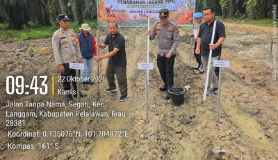 IPDA Bambang Pimpin Penanaman Jagung di Segati, Polsek Langgam Gandeng Perusahaan